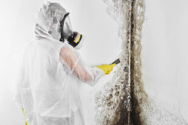 Mold Testing and Removal in Kensington Park, FL