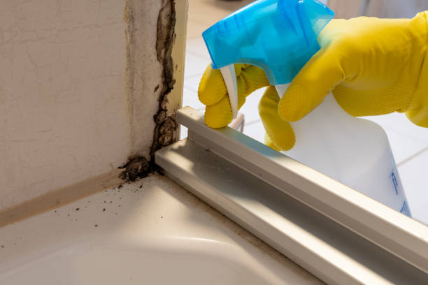 Certified Mold Removal in Kensington Park, FL