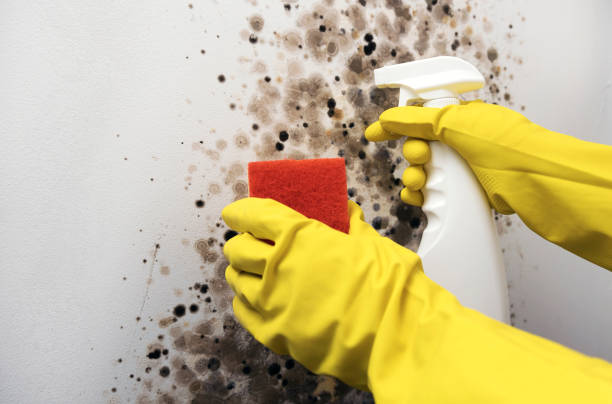 Best Mold Testing and Removal  in Kensington Park, FL