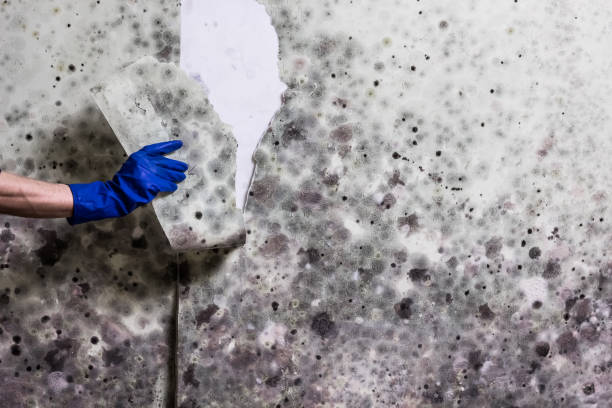 Best Black Mold Removal  in Kensington Park, FL