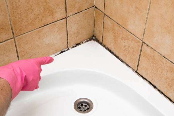 Best Same-Day Mold Removal  in Kensington Park, FL